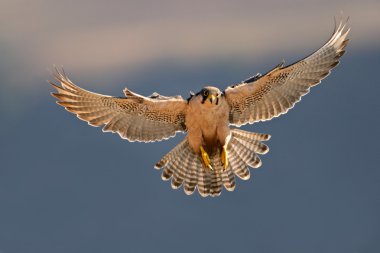 Lanner falcon landing clipart