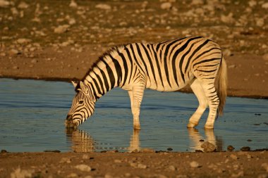 Plains Zebra drinking clipart