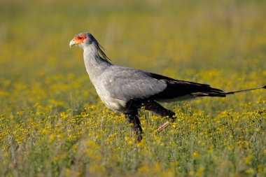 Secretary bird clipart