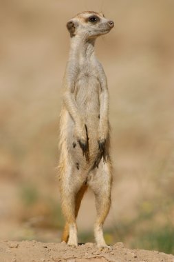 Suricate (meerkat) clipart