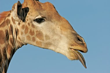 Giraffe portrait clipart