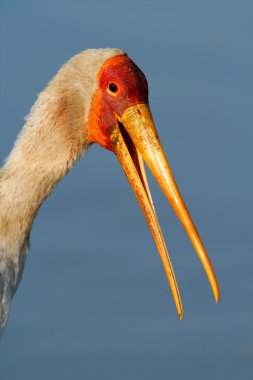 Yellow-billed stork clipart