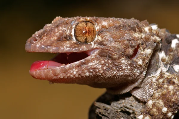 Bibron gecko — Stock Photo, Image