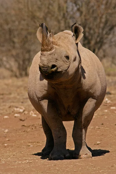 Rhinocéros noir — Photo