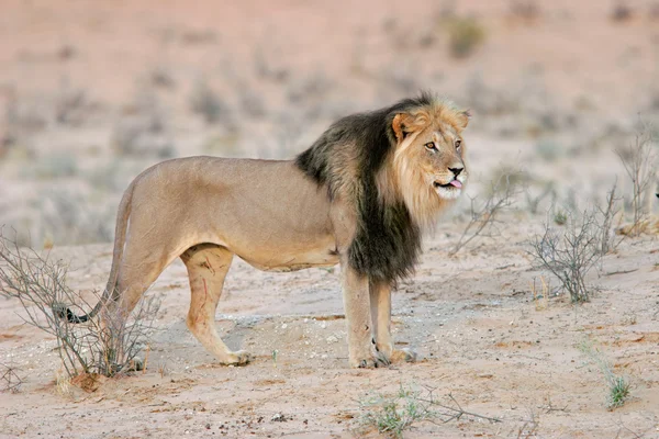 Μαύρο-maned λιοντάρι — Φωτογραφία Αρχείου