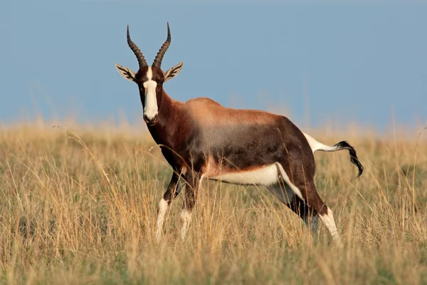 Antilope di Bontebok — Foto Stock