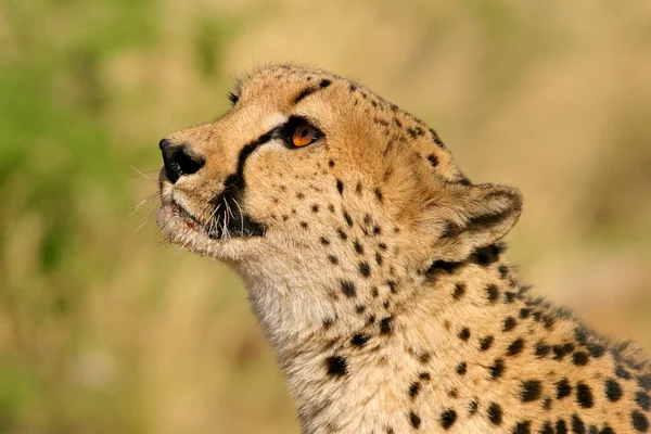 Retrato de guepardo — Foto de Stock