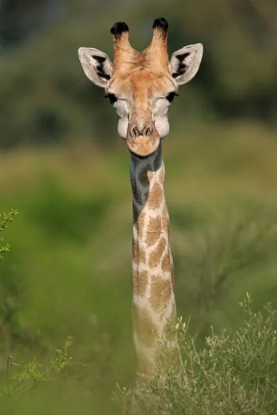 Giraff porträtt — Stockfoto