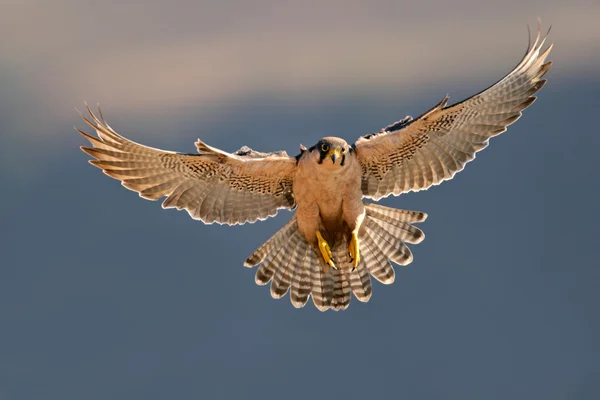 Lanner halcón aterrizaje — Foto de Stock