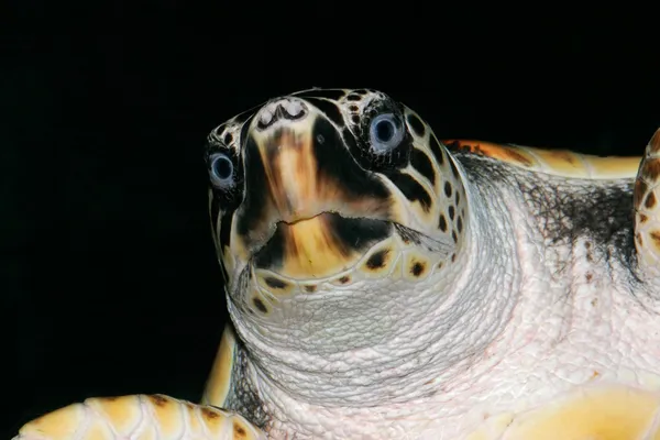 Caretta sköldpaddan — Stockfoto