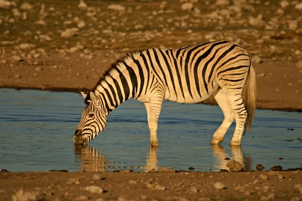 Zebra stepní pití — Stock fotografie