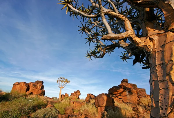 Quiver tree landscape — Stock Photo, Image