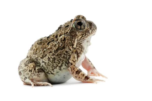 砂青蛙 — 图库照片