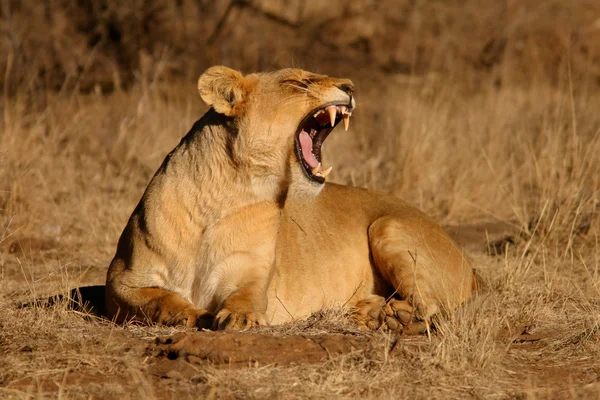 A bocejar leoa — Fotografia de Stock