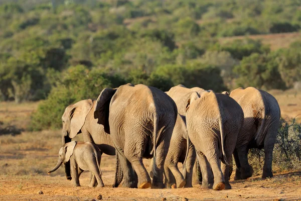 非洲大象群 — 图库照片