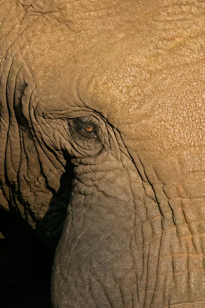 Olho de elefante — Fotografia de Stock