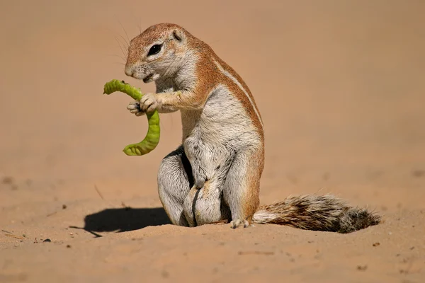 Földi mókus — Stock Fotó