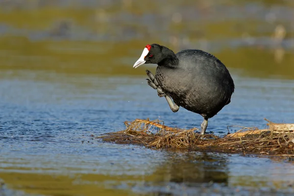 Redknobbed coot — Stock Photo, Image