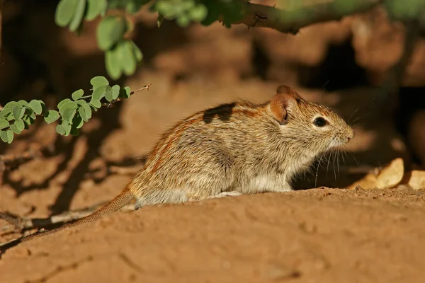 Смугастий миші — стокове фото