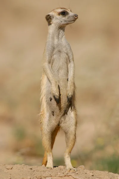 Suricate (meerkat ) — стокове фото