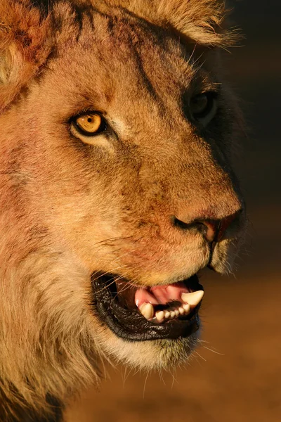 Jovem leão africano — Fotografia de Stock