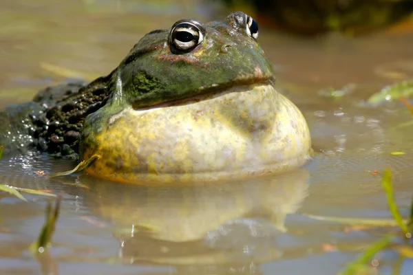 非洲巨蛙 — 图库照片