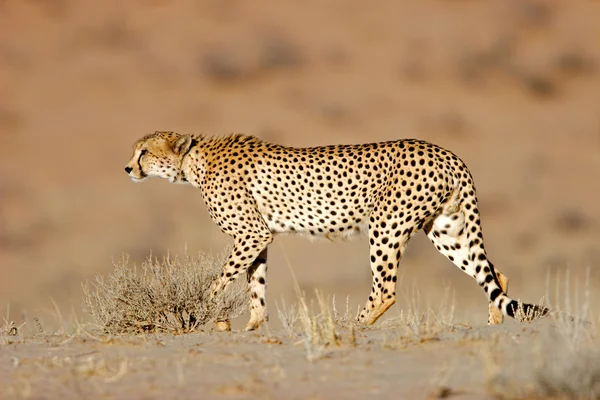 Podkradanie się pod zwierza gepard — Zdjęcie stockowe
