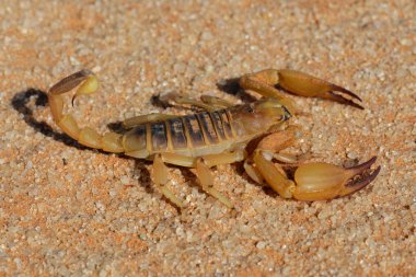 Aggressive scorpion clipart