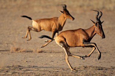 Kırmızı hartebeest koşma