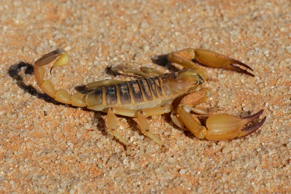 Aggressiva scorpion — Stockfoto