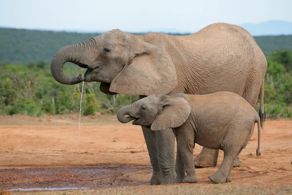 Beber elefantes africanos — Fotografia de Stock