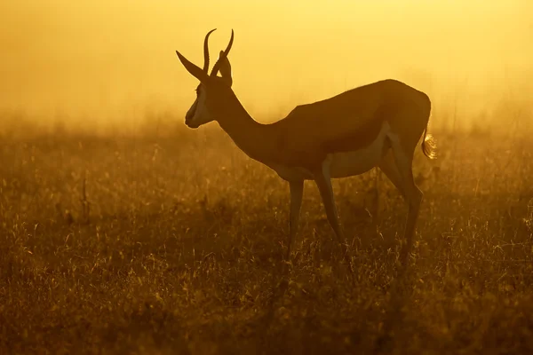 Springbok au lever du soleil — Photo