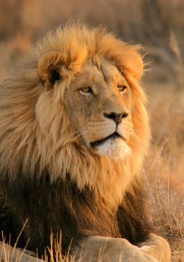 Big male lion clipart