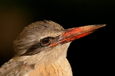 kahverengi başlıklı kingfisher