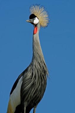 Crowned crane clipart