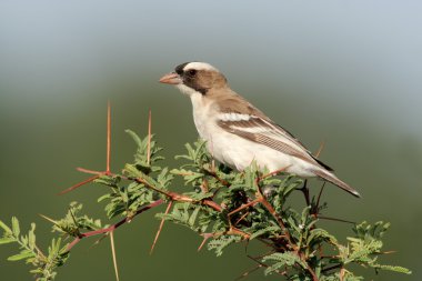 Whitebrowed sparrowweaver