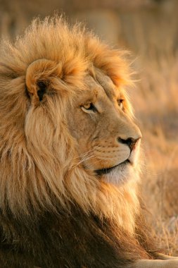 Big male African lion clipart