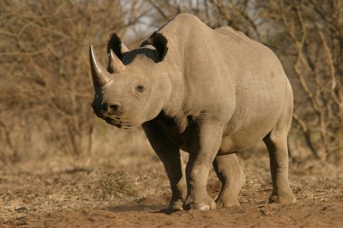 Black rhinoceros clipart