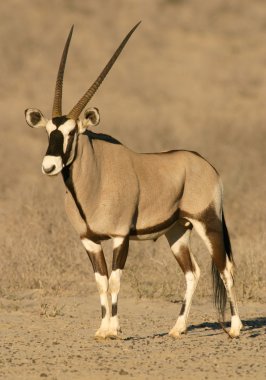 Gemsbok antelope clipart