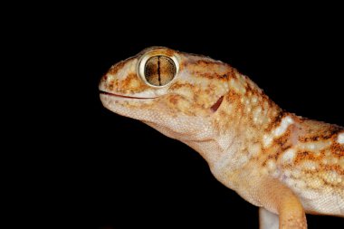 Giant ground gecko clipart