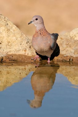 Laughing dove clipart