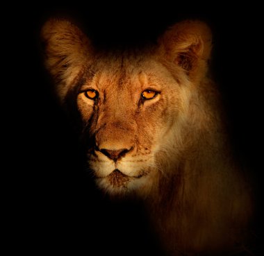 Lion portrait clipart