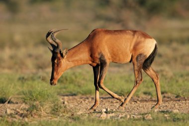 Kırmızı hartebeest