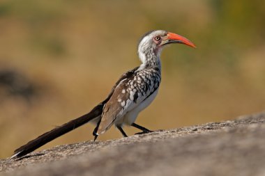 Red-billed hornbill clipart