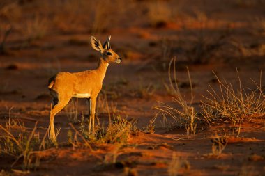 steenbok antilopu