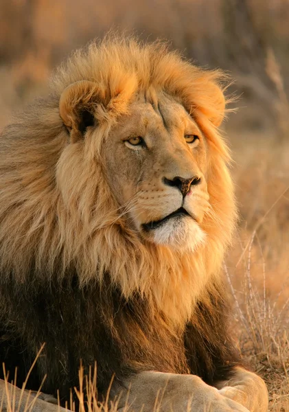Stora manliga lejon — Stockfoto