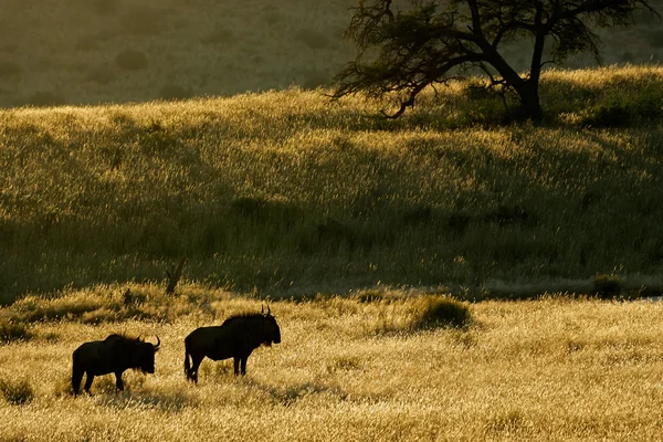 Mavi wildebeest peyzaj — Stok fotoğraf