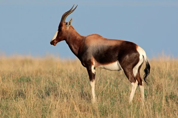 Bontebok antilop — Stock Fotó