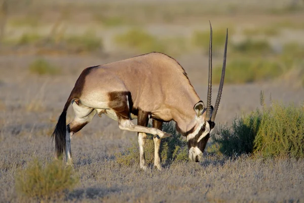 Antilopa Gemsbok — Fotografie, imagine de stoc
