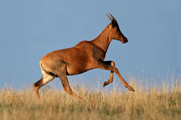 Correndo Tsessebe antílope — Fotografia de Stock